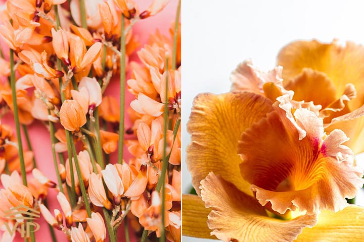 گلایل نارنجی (Boone-Gladiolus)