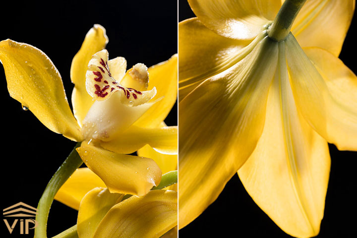 گل گلایل زرد (G.trichonemifolius)