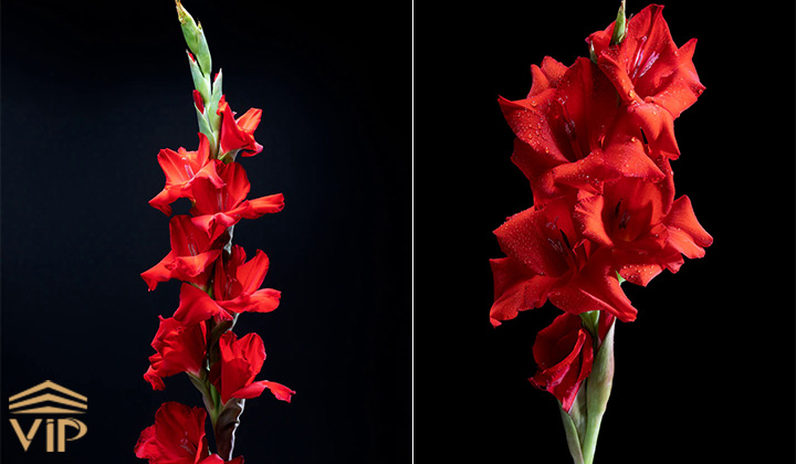 گل گلایل قرمز (gladiolus advance red)