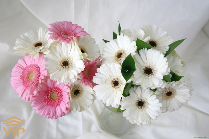 گل ژربرا سفید (Gerbera White)
