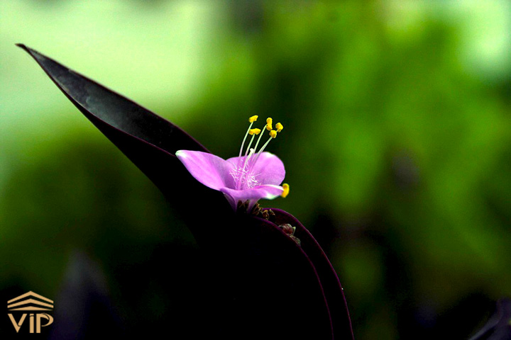 گل برگ بیدی صورتی؛ الیدیا (T.pallida)