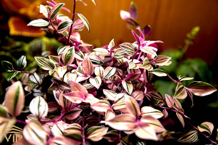 گل برگ بیدی بنفش (Tradescantia zebrina)