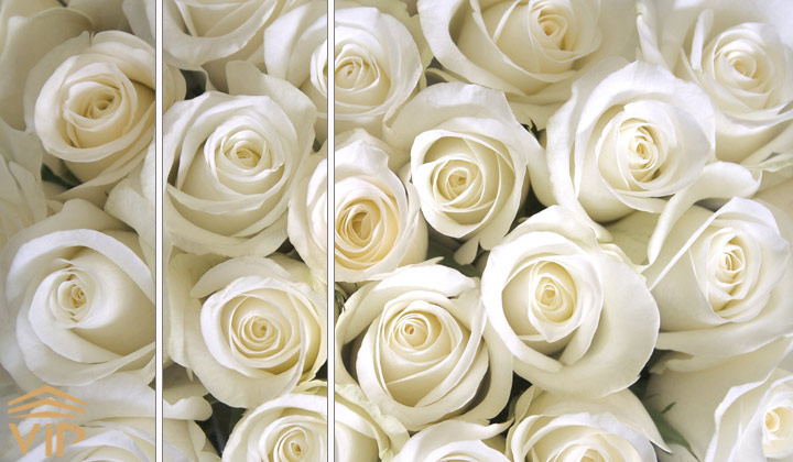 گل رز سفید نشانه چیست؟