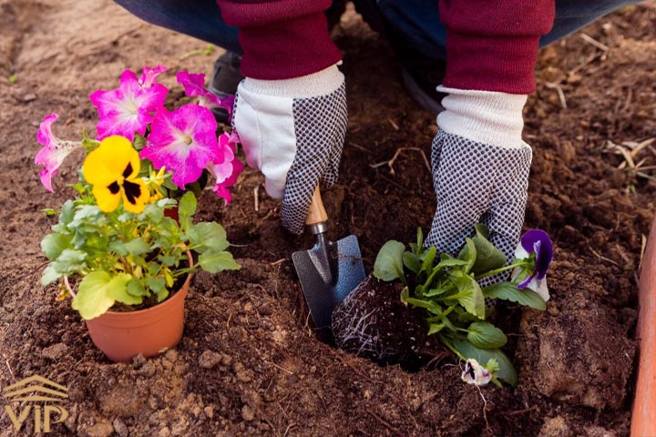 بهترین روش نحوه کاشت گل در باغچه