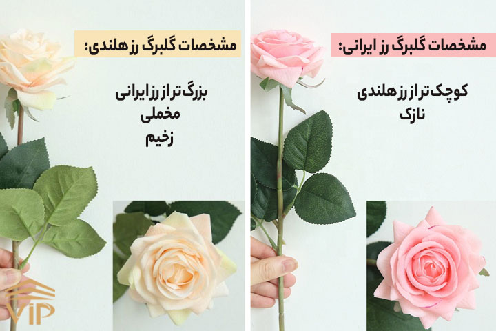 مقایسه رز هلندی و ایرانی از نظر گلبرگ‌ها