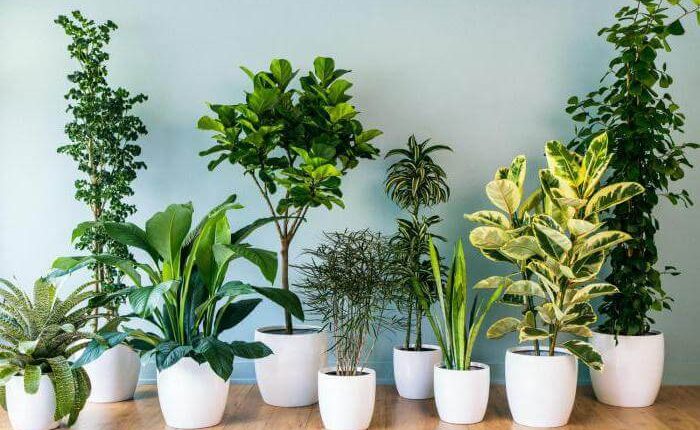فواید گیاهان آپارتمانی