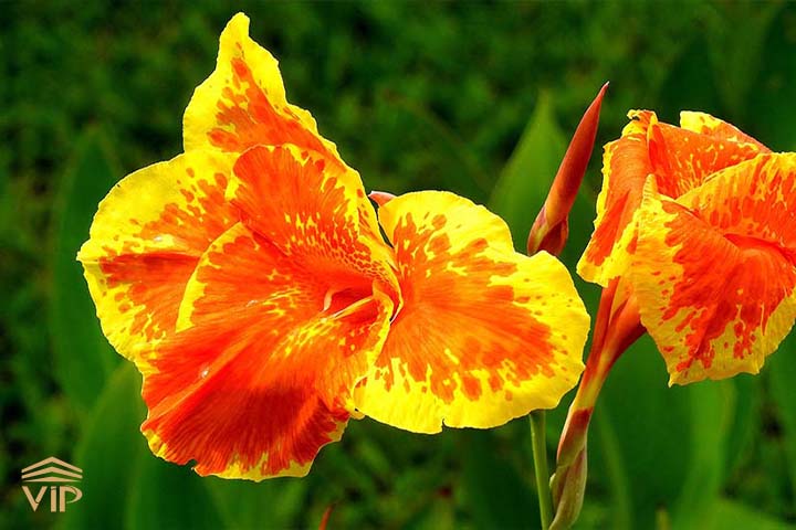 گل اختر هلندی