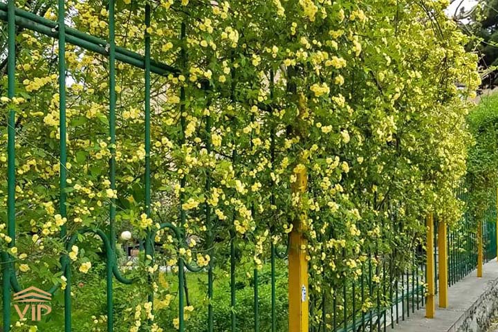 2 3 آبشار طلایی نیازمند نور است.