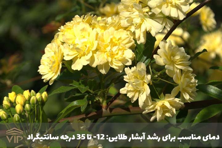گل برگاموت وحشی (Monarda Fistulosa)