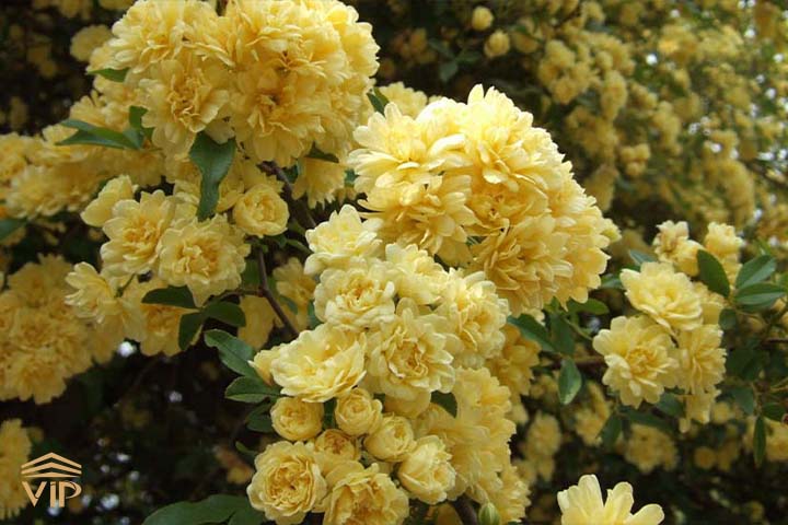 4 خاک زهکشی بهترین انتخاب برای آبشار طلایی است.