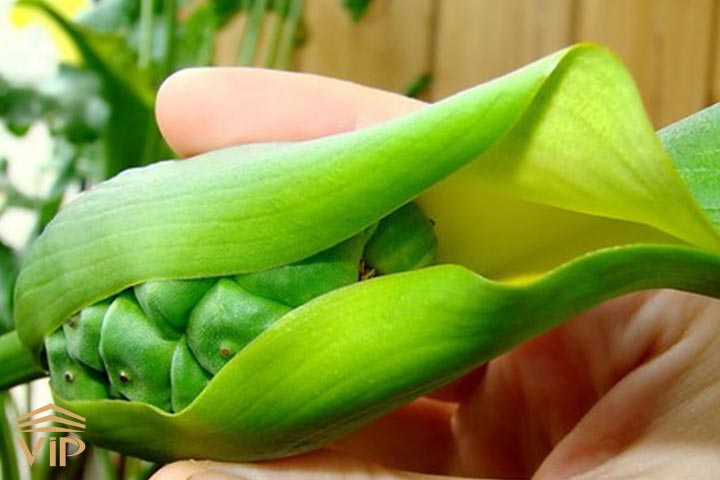 تکثیر گل شیپوری با دانه نیز ممکن است.