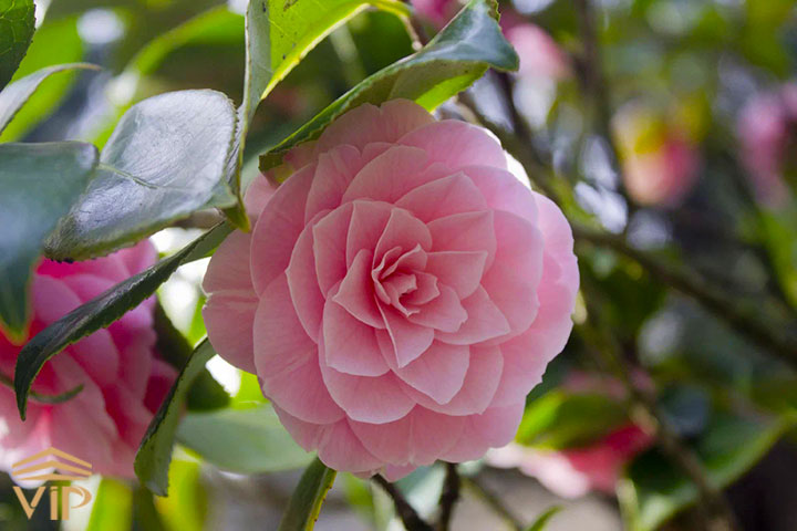 گل کاملیاکریستال _ Camellia Crystal