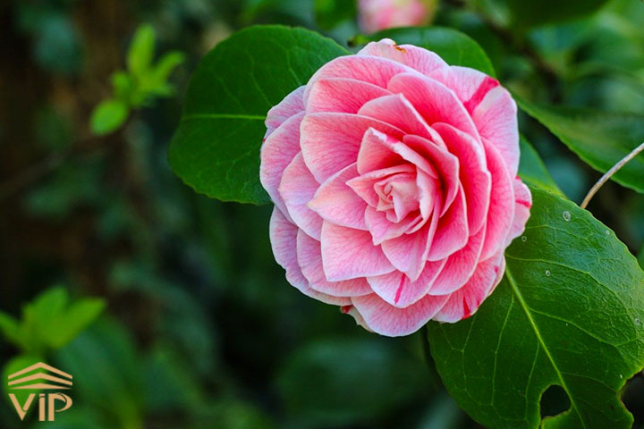  گل کاملیا هلندی  _ Camellia Dutch