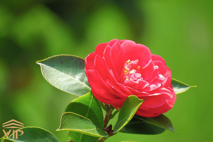 گل کاملیا قرمز _ Camellia red