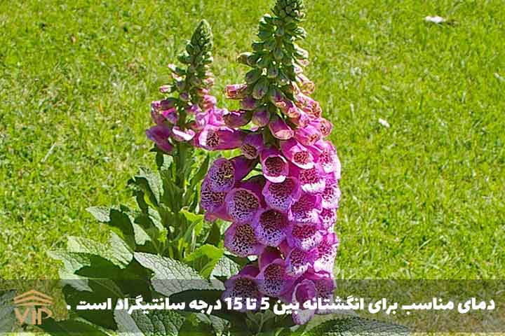 دمای انگشتانه