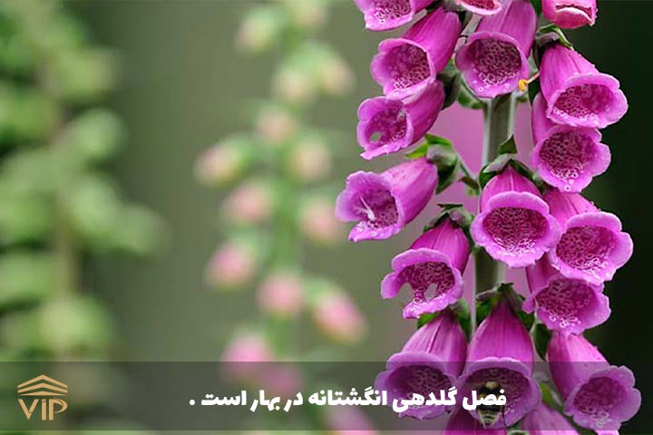 گلدهی انگشتانه