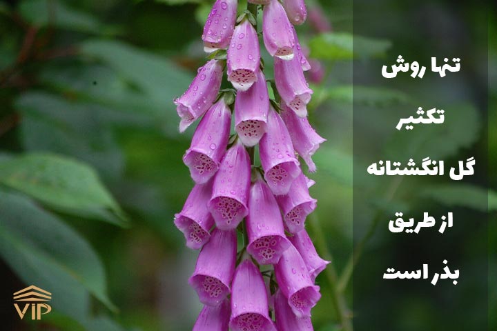 روش های تکثیر انگشتانه