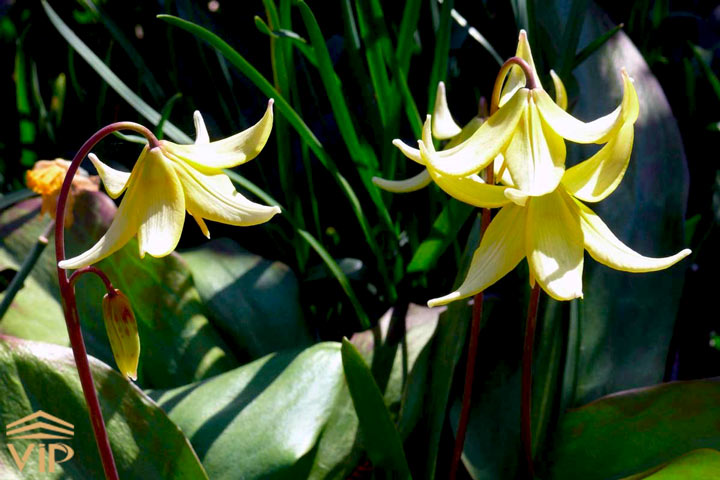 بنفشه دندان سگی (Fawn lilies)