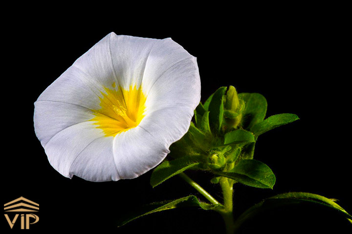 گل گلوریوس Glorious Flower 