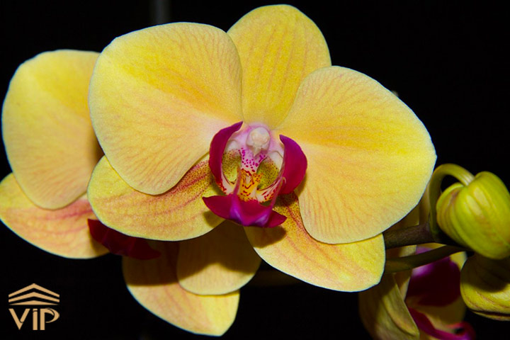گل ارکیده کینبالو طلایی Gold of Kinabalu Orchid