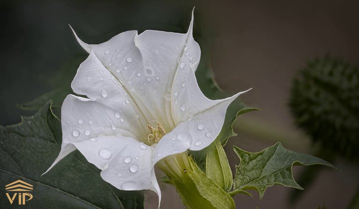 گل تاتوره، فریبکاری زیبا و پر فایده