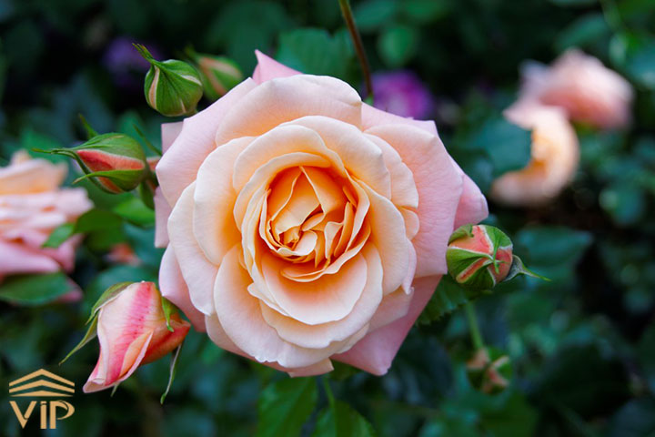   گل رز ژولیت Juliet Rose (گران قیمت ترین رز دنیا)