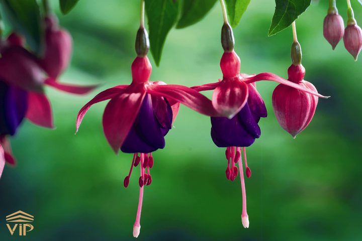 گل زنگوله ای فوشیا با طراحی طبیعت