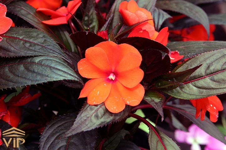 گل حنای گینه‌ی نو (New Guinea impatiens)