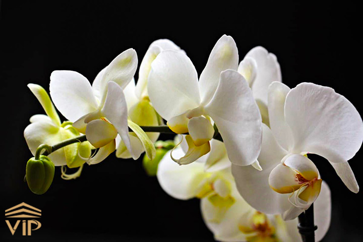 گل ارکیده شن زن Orchid Nongke Shenzhen (گل فرانکشتاین)