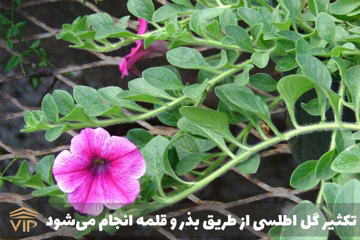 خرید گل اطلسی