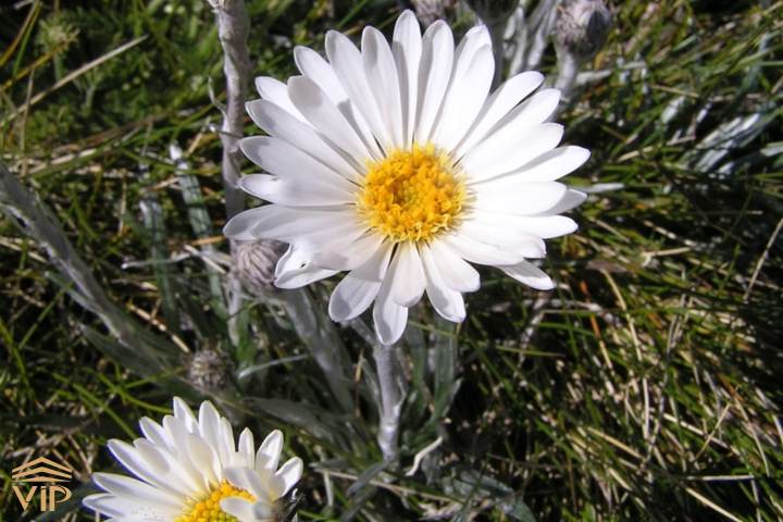 گل سلمیزیا پوژیونیفورمیس