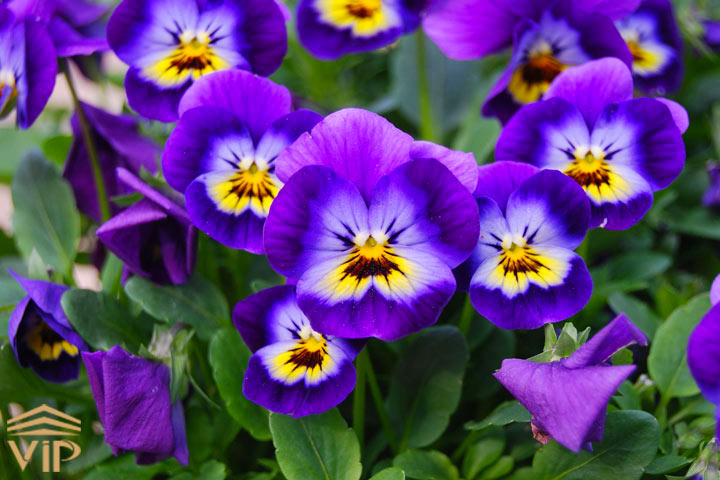 گل بنفشه سه رنگ  (Three colored violet)