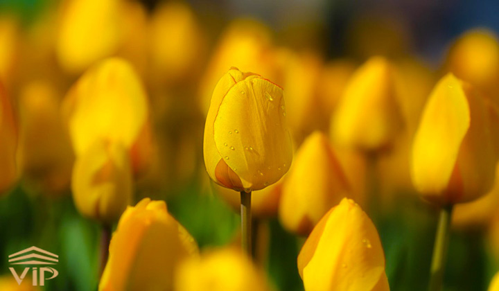 گل لاله زرد