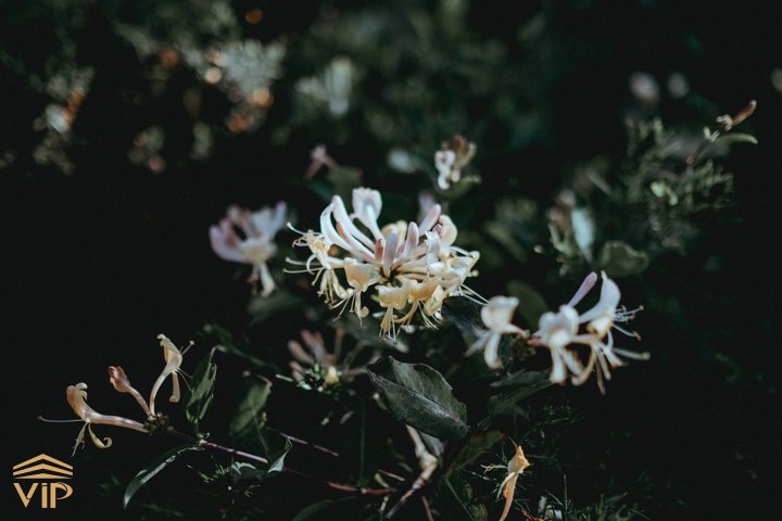 coral honeysuckle buy خرید و قیمت گل پیچ آبجویی