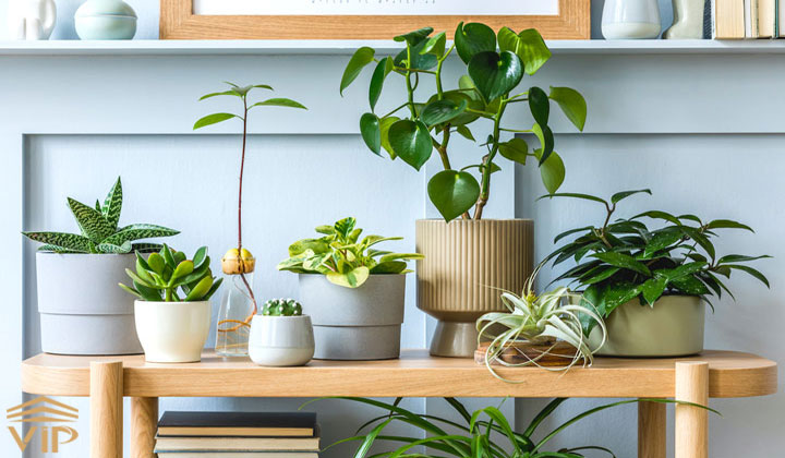 نحوه انتخاب گیاهان و گل آپارتمانی