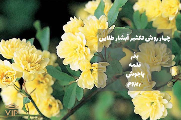 pic 8 پرورش آبشار طلایی با 4 روش مختلف