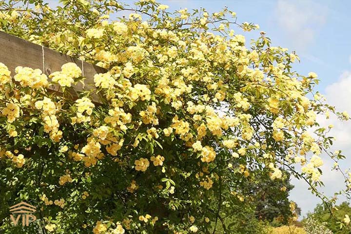 pic 9 انواع گل رز آبشار طلایی را بشناسید