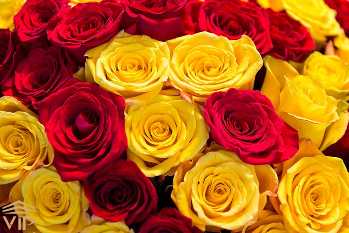 عکس گل رز زرد و قرمز