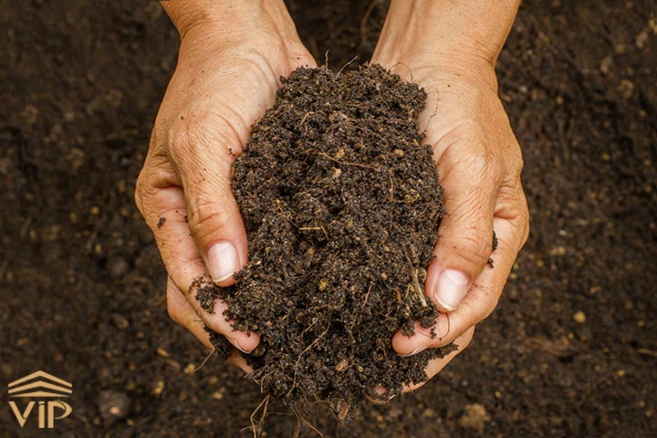 خاک؛ اولین محل زندگی گیاه