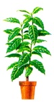 گیاهان درختی- گلفروشی آنلاین VIP Shop