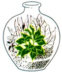 باغچه شیشه‌ای(تراریوم)- گلفروشی آنلاین VIP Shop