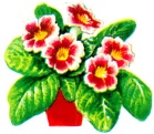 گیاهان گلدار گلدانی- گلفروش آنلاین VIP Shop