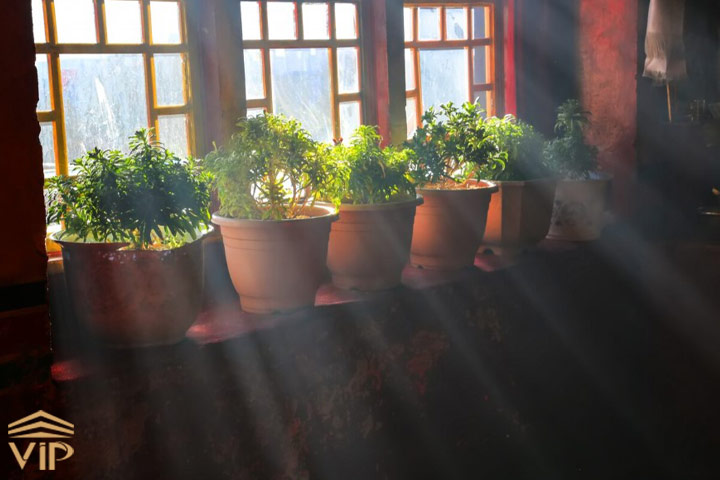 نور مناسب برای تقویت گیاهان آپارتمانی