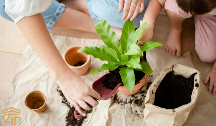 روش‌هایی برای تقویت گیاهان آپارتمانی و معرفی کود خانگی برای تقویت گلها