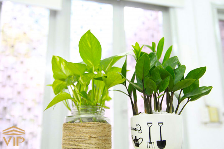 دمای مناسب برای گیاهان آپارتمانی