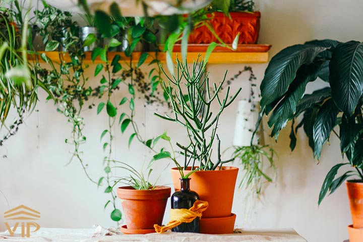 روش مناسب نگهداری و دمای مناسب گیاهان آپارتمانی