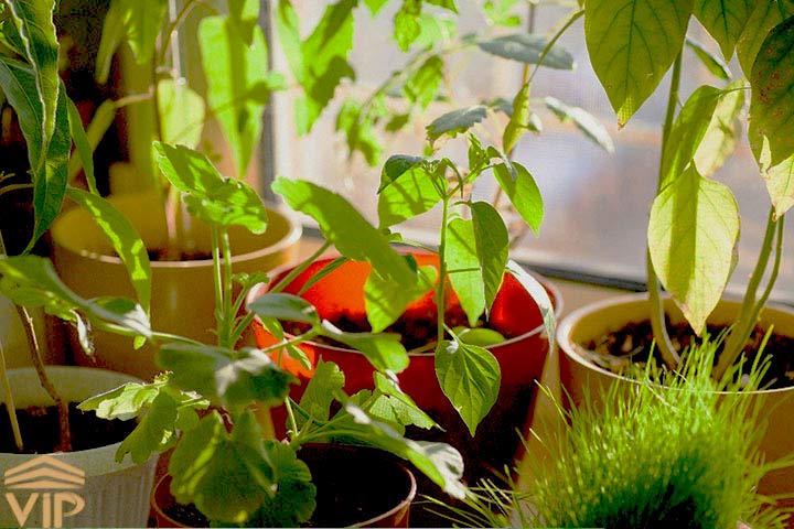 بهتربن روش برای تشخیص رطوبت مورد نیاز گیاه