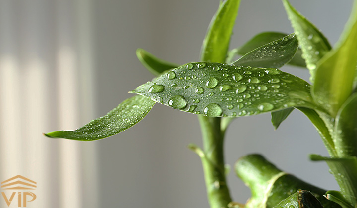 تامین رطوبت گیاهان آپارتمانی با روش‌های آسان و بی هزینه