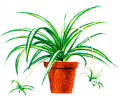 گیاهان علفی (گندمی)- گلفروشی آنلاین VIP Shop