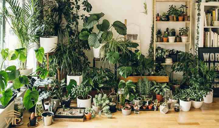 شکل گیاهان آپارتمانی- گلفروشی آنلاین VIP Shop